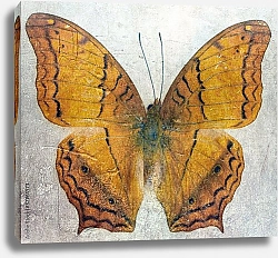 Постер Оранжевая бабочка на гранж фоне