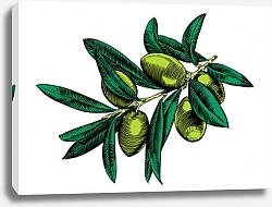 Постер Оливковая ветвь с ягодами и листьями