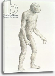 Постер Школа: Английская 20в. Australopithecus boisei