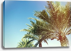Постер Ряд пальм под голубым небом
