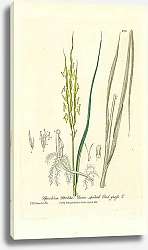 Постер Spartina Stricta. Twin-spiked Cord-grass 1