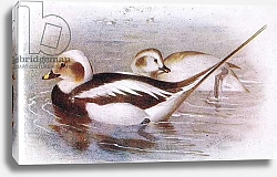 Постер Торнбурн Арчибальд (Бриджман) Long Tailed Duck 1