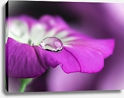 Постер Фиолетовый цветок с каплей