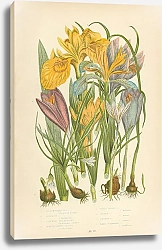 Постер Yello Water Iris, Stinking I., Columnas Trichonema, Purple Spring Crocus, Least Spring c. Golden c.,