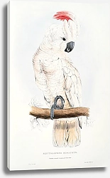Постер Parrots by E.Lear  #39