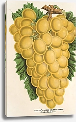 Постер Лемер Шарль Thomson’s Golden Champion Grape