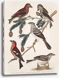 Постер Птицы Америки Уилсона 31