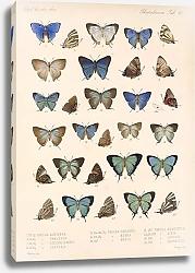 Постер Годман Фредерик Insecta Lepidoptera-Rhopalocera Pl 051