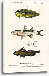 Постер Разные виды рыб 3