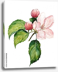 Постер Розовый цветок яблони