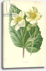 Постер Хулм Фредерик (бот) White Begonia
