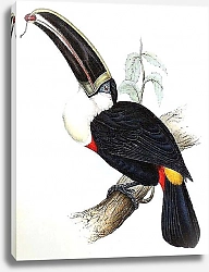 Постер Cuvier's Toucan