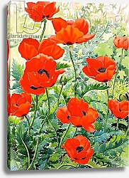 Постер Рэйленд Кристофер (совр) Garden Red Poppies