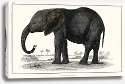 Постер Портрет темно-серого слона