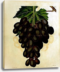 Постер Гроздь винограда Horsforth