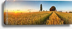 Постер Летняя панорама с пшеничным полем