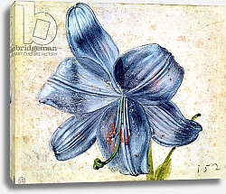 Постер Дюрер Альбрехт Study of a lily, 1526