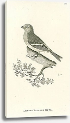 Постер Lesser Redpole Finch 1