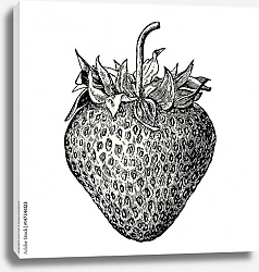 Постер Ретро иллюстрация свежей клубники