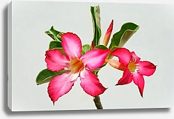 Постер Розовые тропические цветки