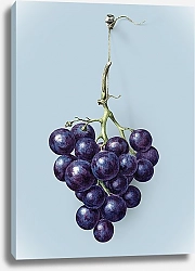 Постер Гроздь синего винограда на голубом фоне