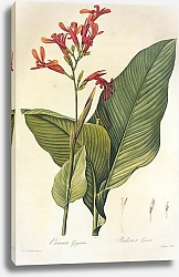 Постер Canna latifolia Mill