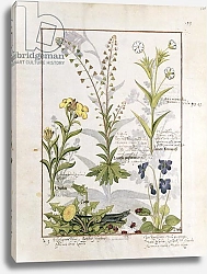 Постер Тестард Робинет (бот) Ms Fr. Fv VI #1 fol.138r Illustration from the 'Book of Simple Medicines'