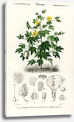 Постер Хлопчатник барбадосский (gossypium vitifolium)