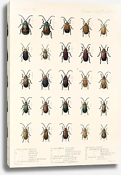 Постер Годман Фредерик Insecta Coleoptera Pl 259