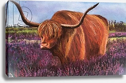 Постер Старкей Марго (совр) Highland Bull in Scotish Heather, 2018