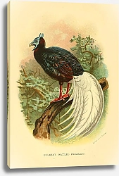 Постер Bulwer's Wattled Pheasant