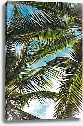 Постер Небо сквозь пальмовые листья