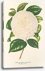 Постер Лемер Шарль Camellia Dionisia Poniatowski