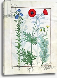 Постер Тестард Робинет (бот) Ms Fr. Fv VI #1 fol.130r Linum, Garden poppies and Abrotanum c.1470