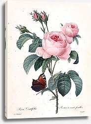Постер Марокканская роза