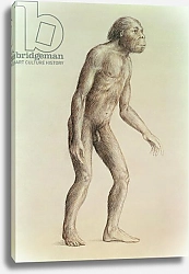 Постер Школа: Английская 20в. Australopithecus Africanus