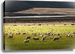 Постер Стадо овец на пастбище