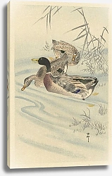 Постер Косон Охара Three ducks in shallow water with reed