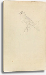 Постер Сауэрби Джеймс A Hedge Sparrow