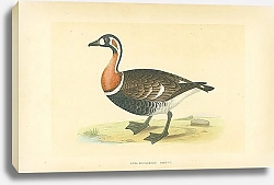 Постер Red-Breasted Goose 1