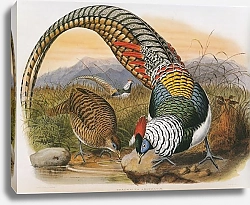 Постер Lady Amherst's Pheasant (male)