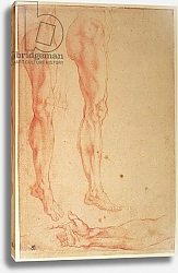 Постер Микеланджело (Michelangelo Buonarroti) Studies of Legs and Arms