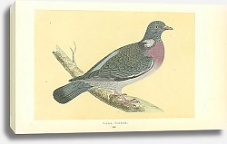 Постер Wood Pigeon 1