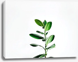 Постер Молодое зеленый тропический росток
