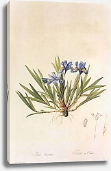 Постер Iris cristata Sol In Aiton