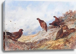 Постер Cock and hen red grouse high on the moor