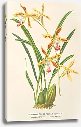 Постер Лемер Шарль Odontoglossum Wallisii