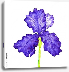 Постер Фиолетовый ирис