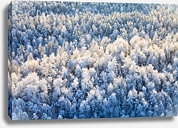 Постер Зимний лес, вид сверху