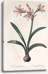 Постер Hippeastrum vittatum Herb